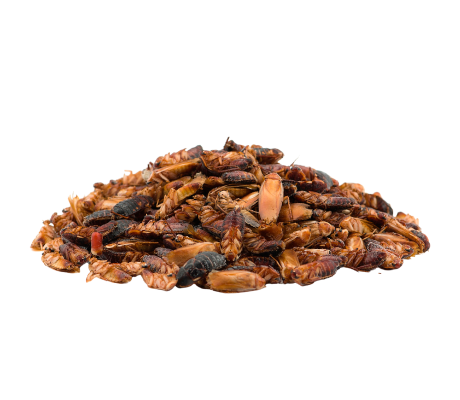 таракан туркменский - замарозка