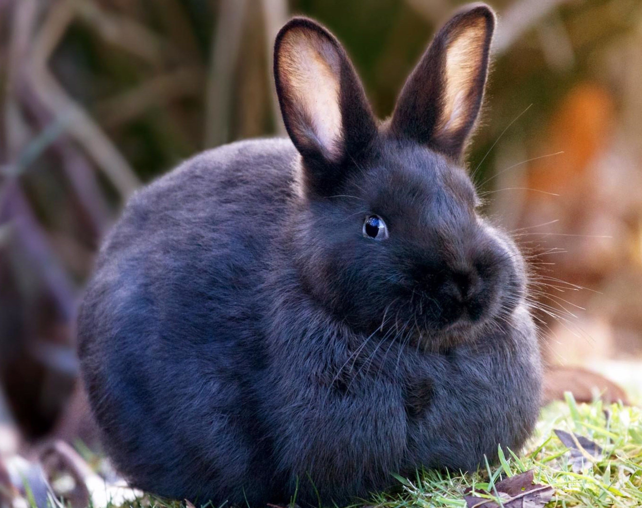 Декоративный кролик (Nullam lepus) купить в Москве. Интернет зоомагазин  птиц, грызунов и товаров для их содержания Malinki ZooStore