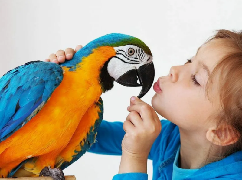  Польза взаимодействия с животными для детей: взгляд профессионального психолога 