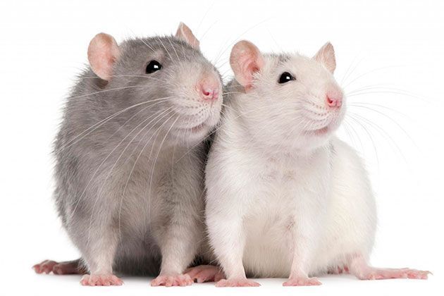 Оптимальное питание для разнообразных видов грызунов