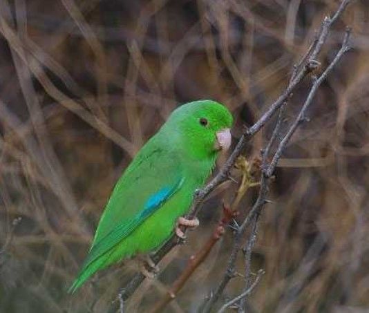 Воробьиный попугай
