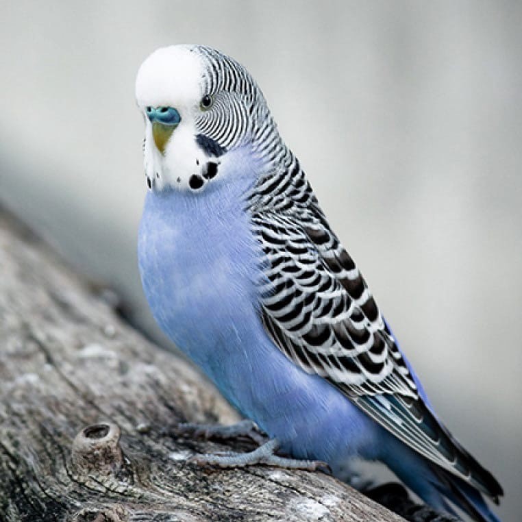 волнистый попугай голубого цвета