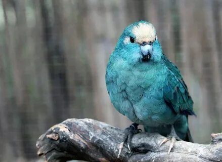 Какар голубой выкорм