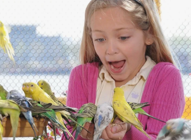  Какую птицу выбрать для ребёнка: взгляд психолога-орнитолога