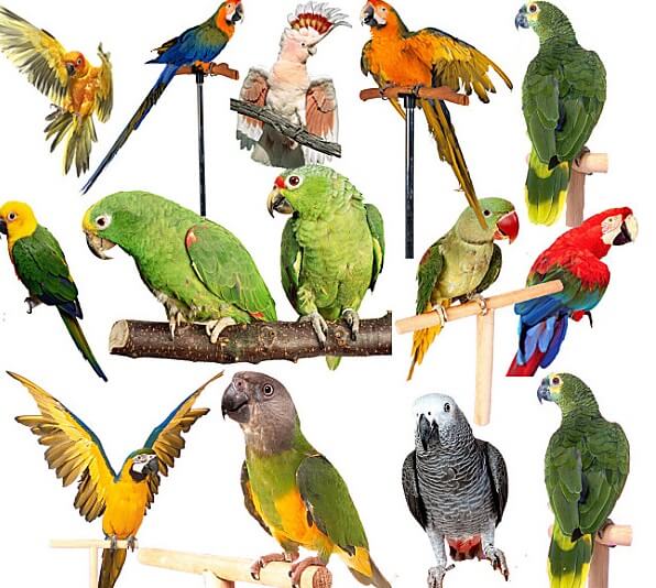 Какого попугая выбрать: советы по выбору питомца