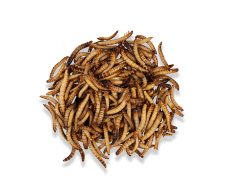 Зоофобос заморозка