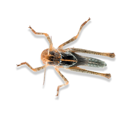 саранча средняя (предимаго)