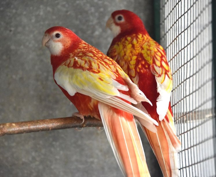 порода попугаев розелла фото | Дзен