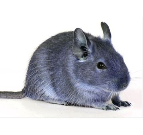 Дегу цветная