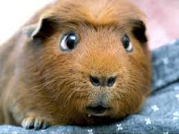 Морская свинка содержание и уход