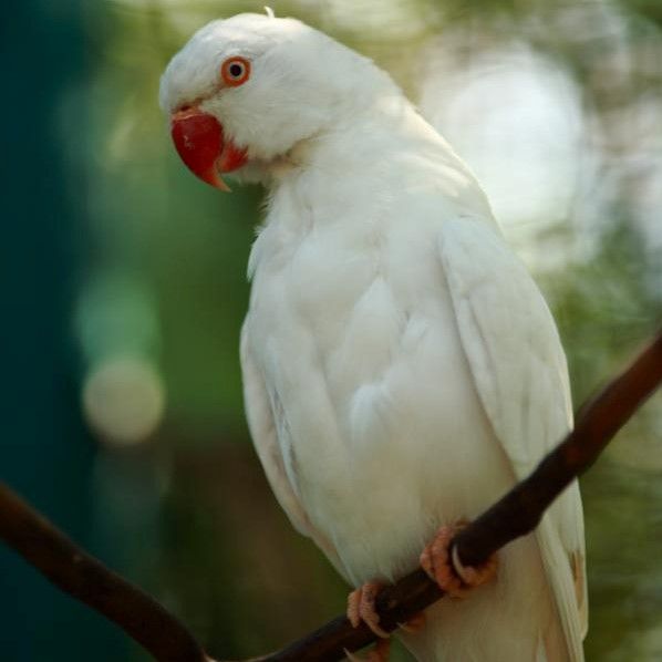 Ожерел белый