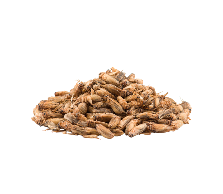 сверчок домовой (замороженный)