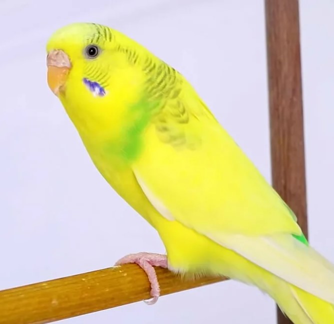 желтый попугайчик