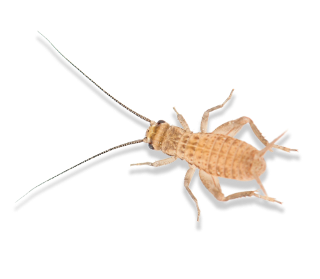 сверчок домой (средний)