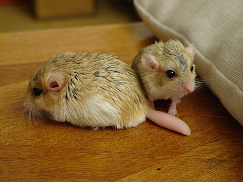 Fattailedgerbils11-PeterMaas