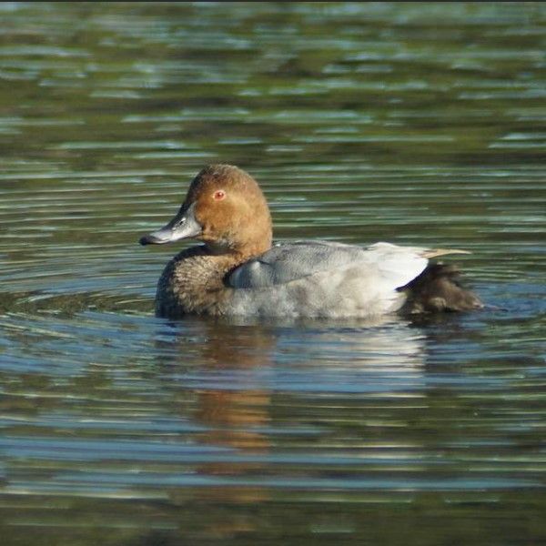 Огарь (Tadorna ferruginea)