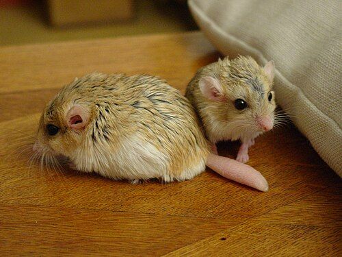 Fattailedgerbils11-PeterMaas