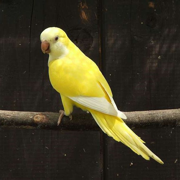 монах желтый