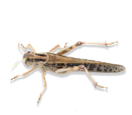 Саранча перелетная (крупная)