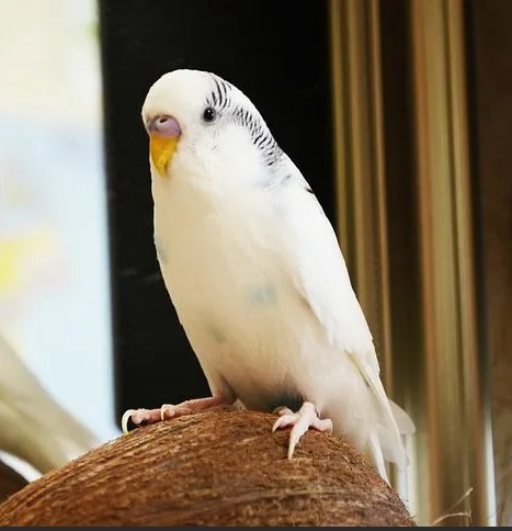 Волнистый попугай белый самец в Москве по доступным ценам
