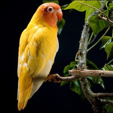 Фишер золотой