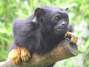 Saguinus_midas_flk24863753
