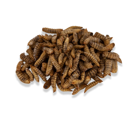 личинка черной львинки