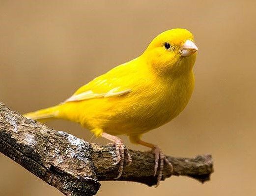 Кенар Желтый1