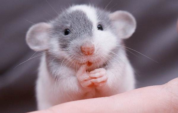 krysa-dambo-opisanie-osobennosti-vidy-uxod-i-cena-krysy-dambo-3