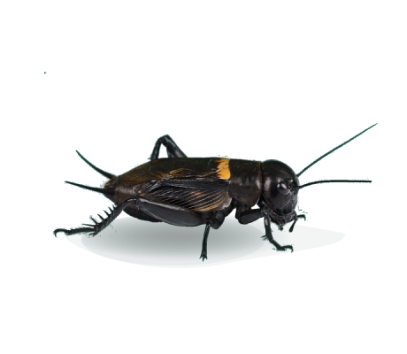 сверчок двупятнистый