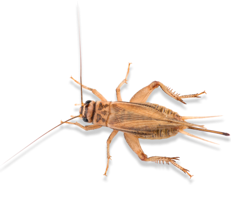 сверчок домовой (крупный)