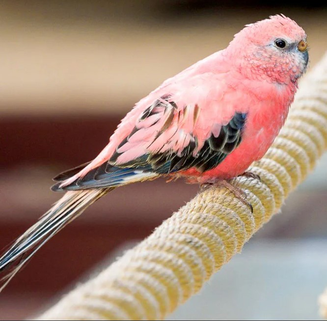 волнистый попугай розовый