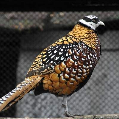 Королевский фазан (Syrmaticus reevesi)