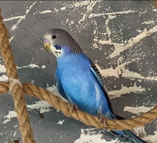 Волнистый попугай синий