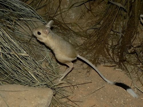 Jaculus_orientalis_Plzen_zoo_02.2011