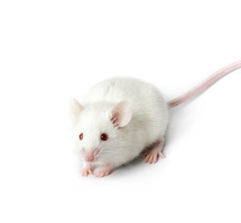 Взрослая Мышь