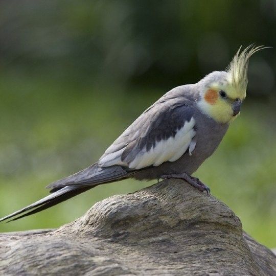 Корелла щекастая1