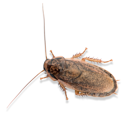 таракан мраморный - живой