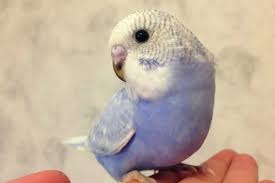 Как правильно определить возраст волнистого попугая?