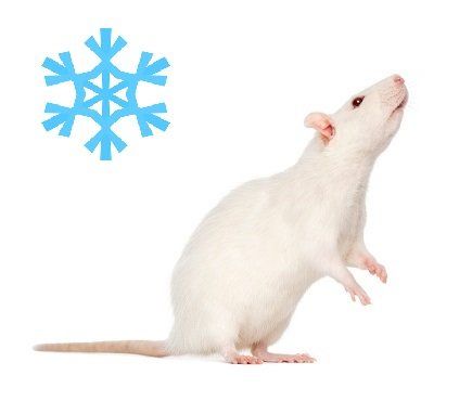 Крыса взрослая