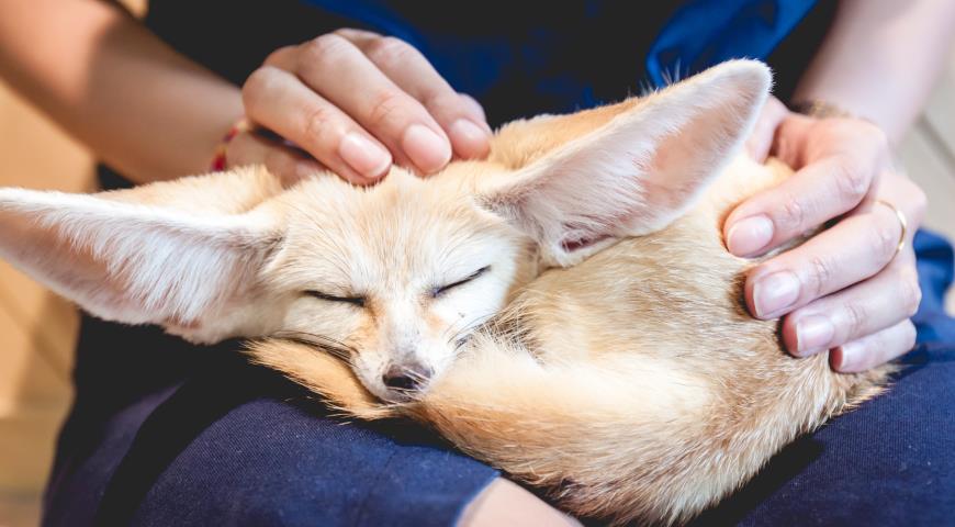 Фенек Vulpes zerda миниатюрная лисица из питомника ZooStore