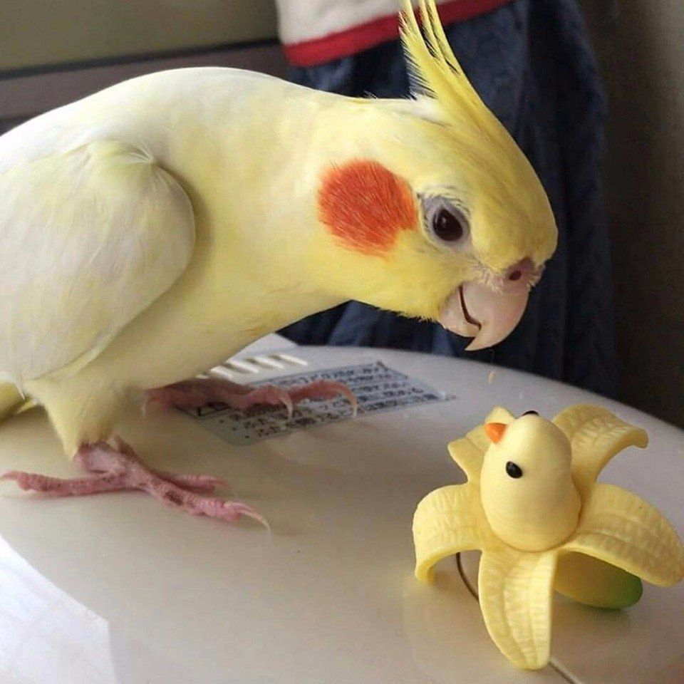 1646932145_5-krot-info-p-smeshnie-korelli-smeshnie-foto-5.jpg 1646932145_5-krot-info-p-smeshnie-korelli-smeshnie-foto-5.jpg