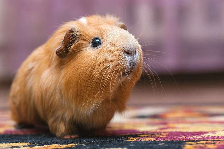 Морская свинка.jpg Морская свинка.jpg