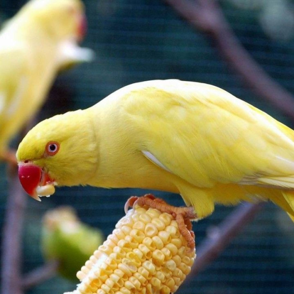 Ожерел желтый