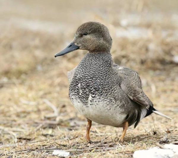 Утка серая (Anas strepera)