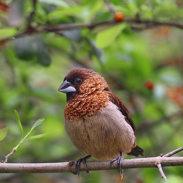 Японская амадина1