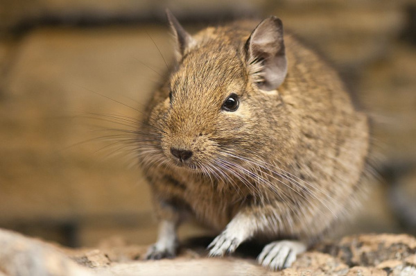 Octodon_degus_-Heidelberg_Zoo,_Germany-8a