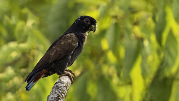 Pappagallo-alibronzate-Pionus-chalcopterus-copertina