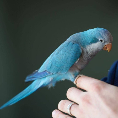 Монах выкорм