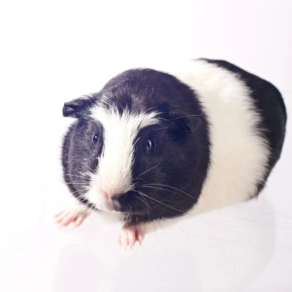 Морская свинка Крестед